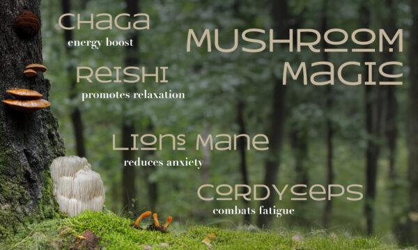Mushroom Chocolate Bar - Lion's Mane, Cordyceps, Reishi, Chaga - Image 4